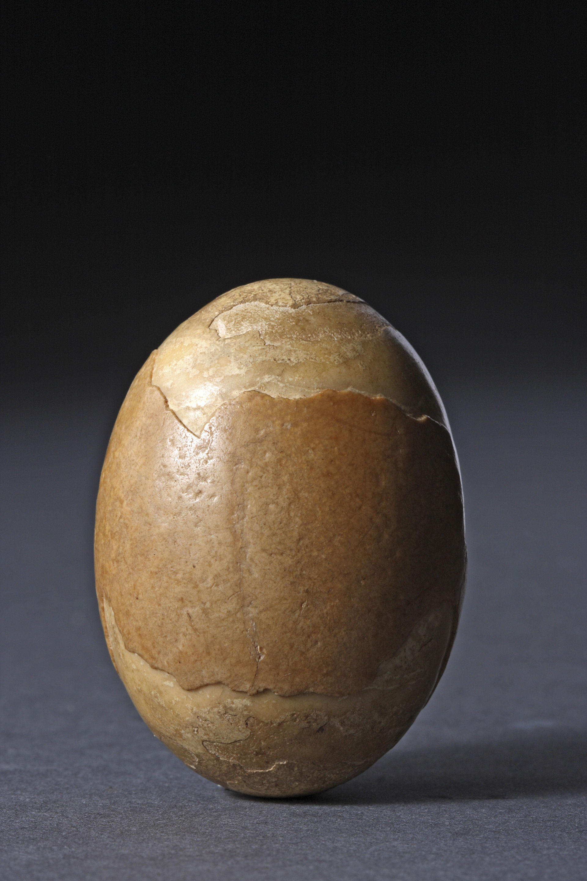 Rare Bezoar Stone Contained in a Victorian Glass Lidded Specimen Box